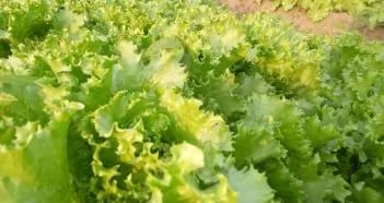 Maraîchage biologique