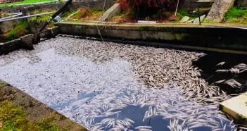 Mise en oeuvre d'une chaîne de valeur en pisciculture